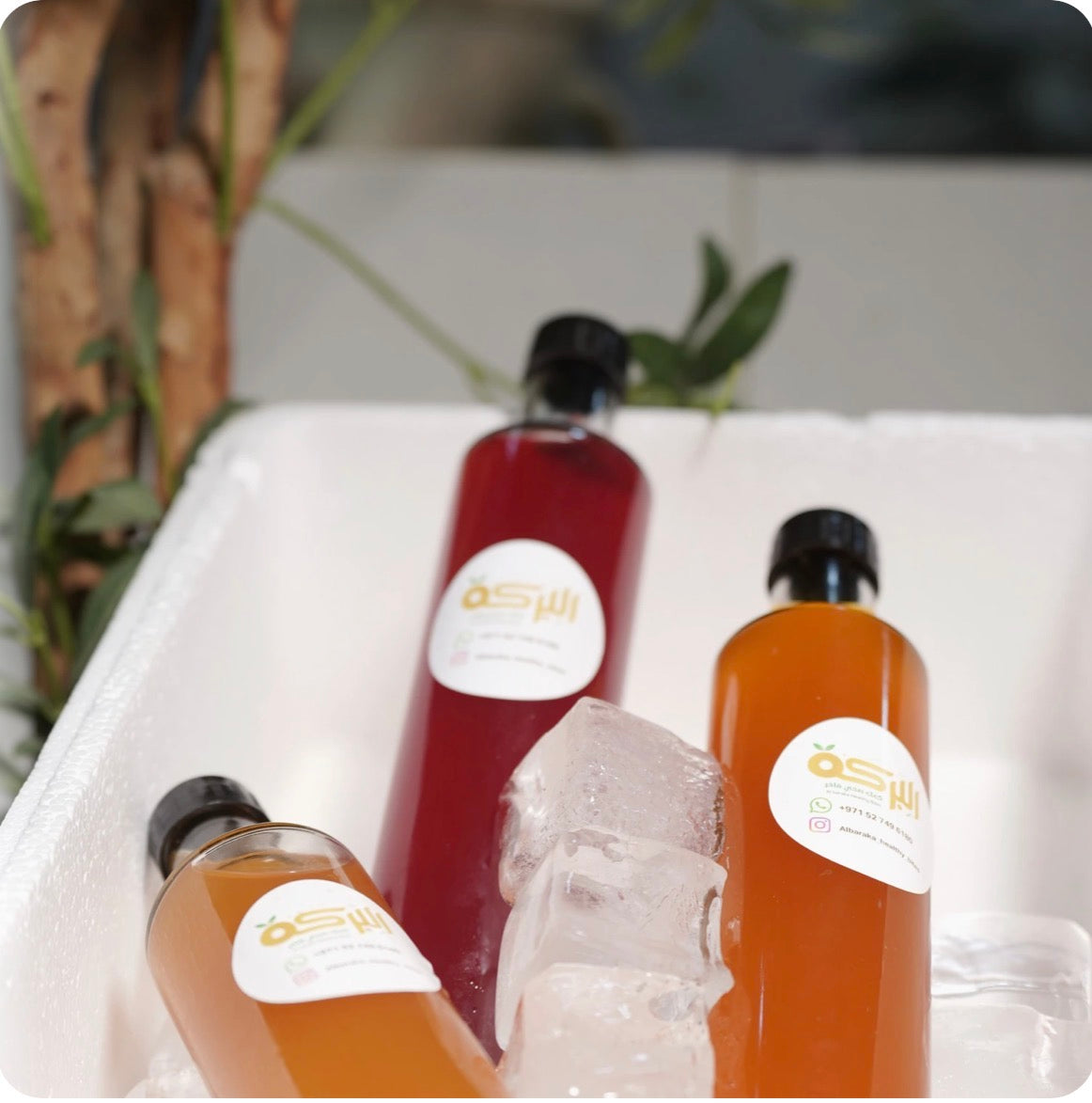 Kombucha